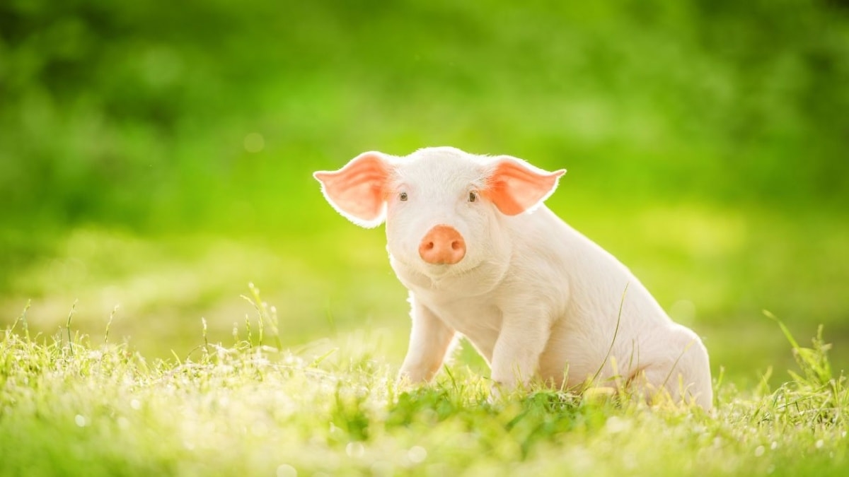 giá heo hơi, giá heo hôm nay, thị trường heo, giá heo miền Bắc, giá heo miền Nam, giá heo miền Trung, giá heo 5/11