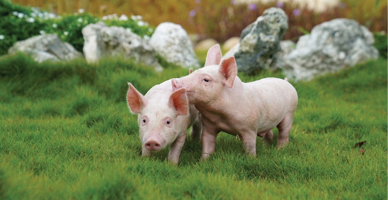 giá heo hơi, giá heo hôm nay, thị trường heo, giá heo miền Bắc, giá heo miền Nam, giá heo miền Trung, giá heo 5/11