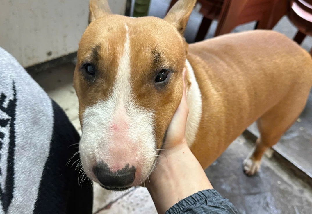 Cậu Vàng, game Quán phở anh Hai, chó Tam, quán nướng Hà Nội, hiện tượng mạng, chủ quán Hà Nội, Brother Hai’s Pho Restaurant