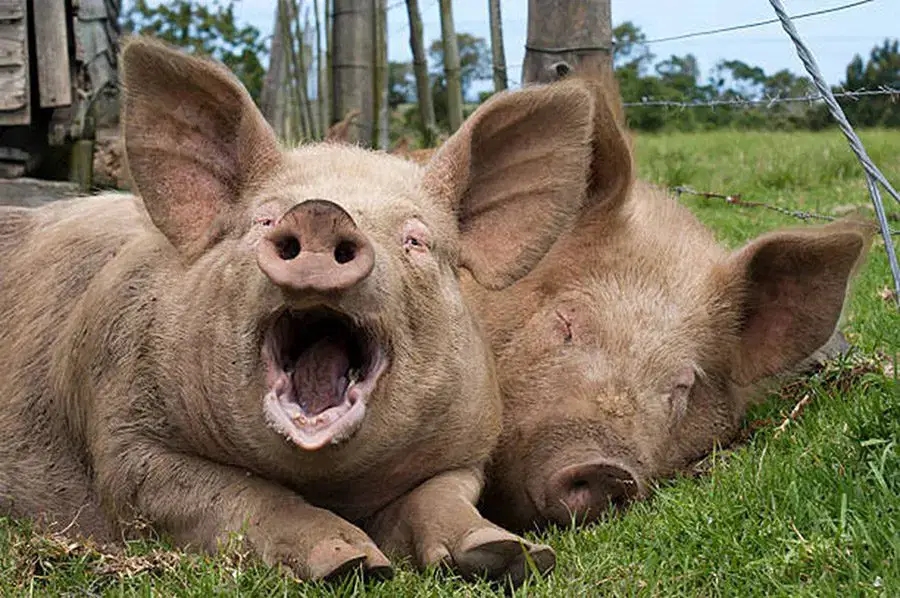 giá heo hơi, giá heo hơi hôm nay 6/11, giá heo hơi miền Bắc, giá heo hơi miền Trung, giá heo hơi miền Nam, thị trường heo hơi, Tết Bính Ngọ 2026