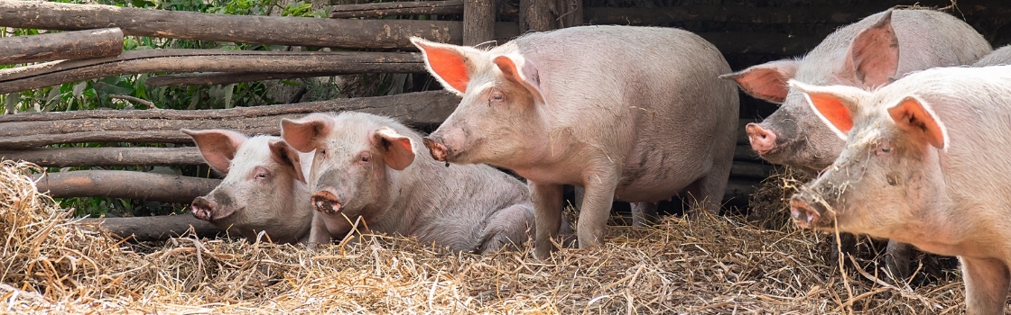 giá heo hơi, giá heo hơi hôm nay 6/11, giá heo hơi miền Bắc, giá heo hơi miền Trung, giá heo hơi miền Nam, thị trường heo hơi, Tết Bính Ngọ 2026