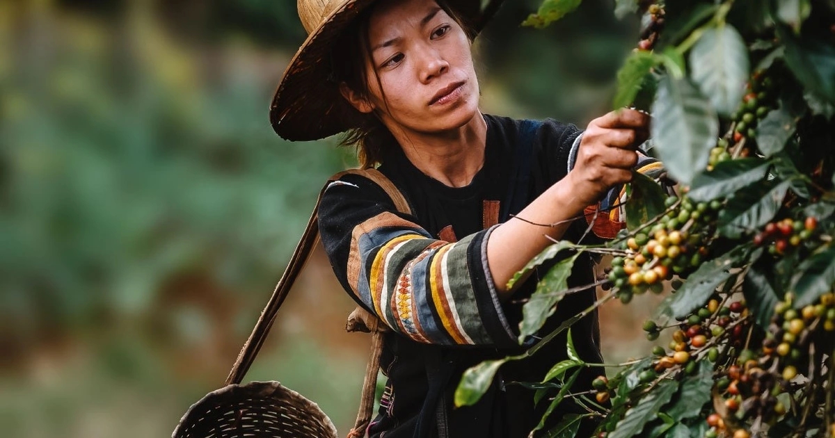 giá cà phê, giá cà phê hôm nay 7/11, giá cà phê trong nước, giá cà phê thế giới, giá cà phê Tây Nguyên, giá cà phê giảm, cà phê Việt Nam