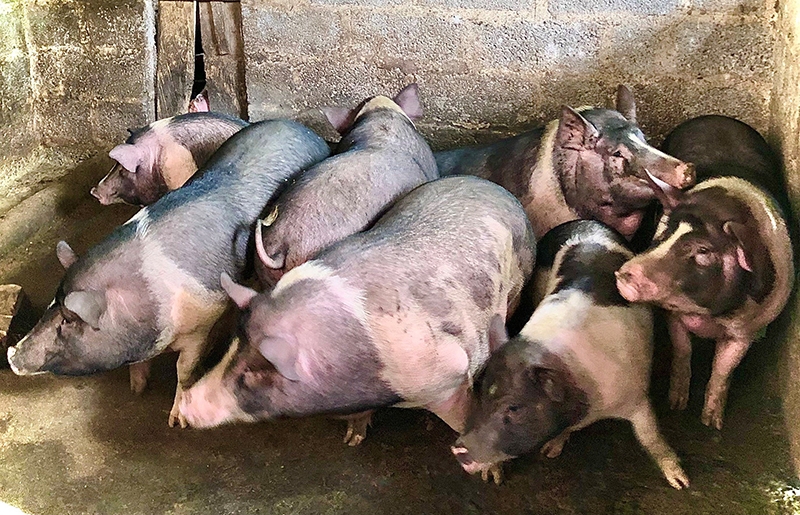 giá heo hơi hôm nay, dự báo giá heo hơi 8/11/2025, giá heo hơi miền Bắc, giá heo hơi miền Trung, giá heo hơi miền Nam, thị trường heo hơi, giá thịt heo