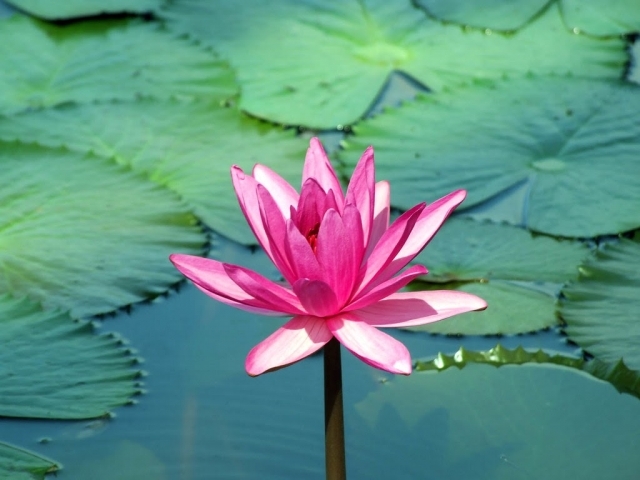 con số may mắn tuổi Tý 8/11/2025, tử vi tuổi Tý hôm nay, tuổi Giáp Tý, tuổi Bính Tý, tuổi Mậu Tý, tuổi Canh Tý, tuổi Nhâm Tý