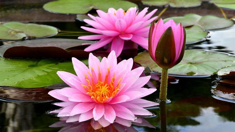 con số may mắn tuổi Tý 8/11/2025, tử vi tuổi Tý hôm nay, tuổi Giáp Tý, tuổi Bính Tý, tuổi Mậu Tý, tuổi Canh Tý, tuổi Nhâm Tý