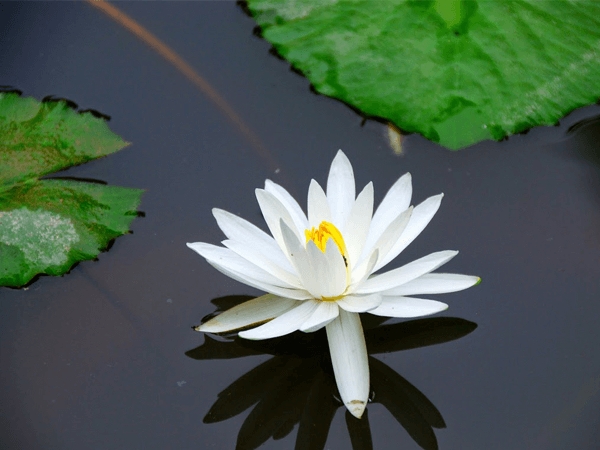 con số may mắn tuổi Dần 8/11/2025, tử vi tuổi Dần hôm nay, tuổi Giáp Dần, tuổi Bính Dần, tuổi Mậu Dần, tuổi Canh Dần, tuổi Nhâm Dần