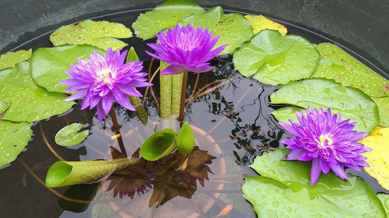 con số may mắn tuổi Dần 8/11/2025, tử vi tuổi Dần hôm nay, tuổi Giáp Dần, tuổi Bính Dần, tuổi Mậu Dần, tuổi Canh Dần, tuổi Nhâm Dần