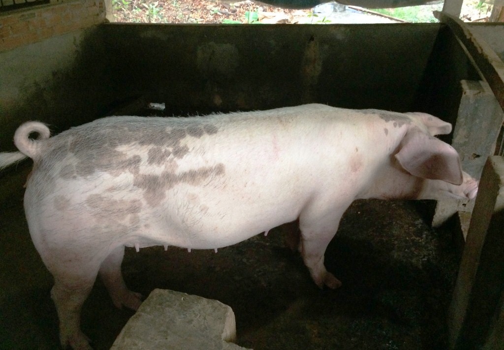 giá heo hơi, giá heo hơi hôm nay 7/11, giá heo hơi miền Bắc, giá heo hơi miền Trung, giá heo hơi miền Nam, giá heo hơi giảm, thị trường heo hơi 7/11/2025