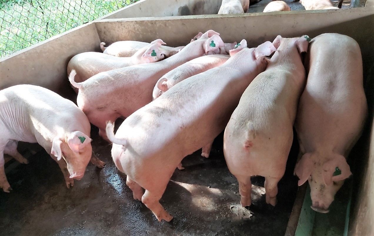 giá heo hơi, giá heo hơi hôm nay 7/11, giá heo hơi miền Bắc, giá heo hơi miền Trung, giá heo hơi miền Nam, giá heo hơi giảm, thị trường heo hơi 7/11/2025