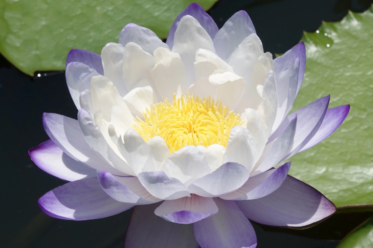 con số may mắn tuổi Sửu 8/11/2025, tử vi tuổi Sửu hôm nay, tuổi Ất Sửu, tuổi Đinh Sửu, tuổi Kỷ Sửu, tuổi Tân Sửu, tuổi Quý Sửu