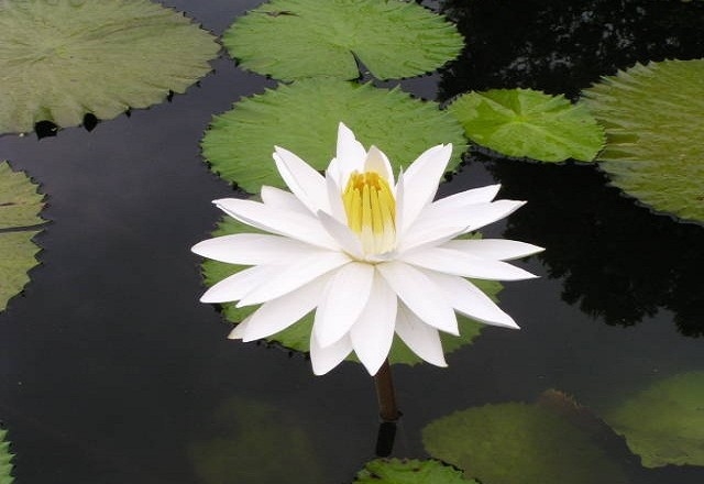 con số may mắn tuổi Sửu 8/11/2025, tử vi tuổi Sửu hôm nay, tuổi Ất Sửu, tuổi Đinh Sửu, tuổi Kỷ Sửu, tuổi Tân Sửu, tuổi Quý Sửu