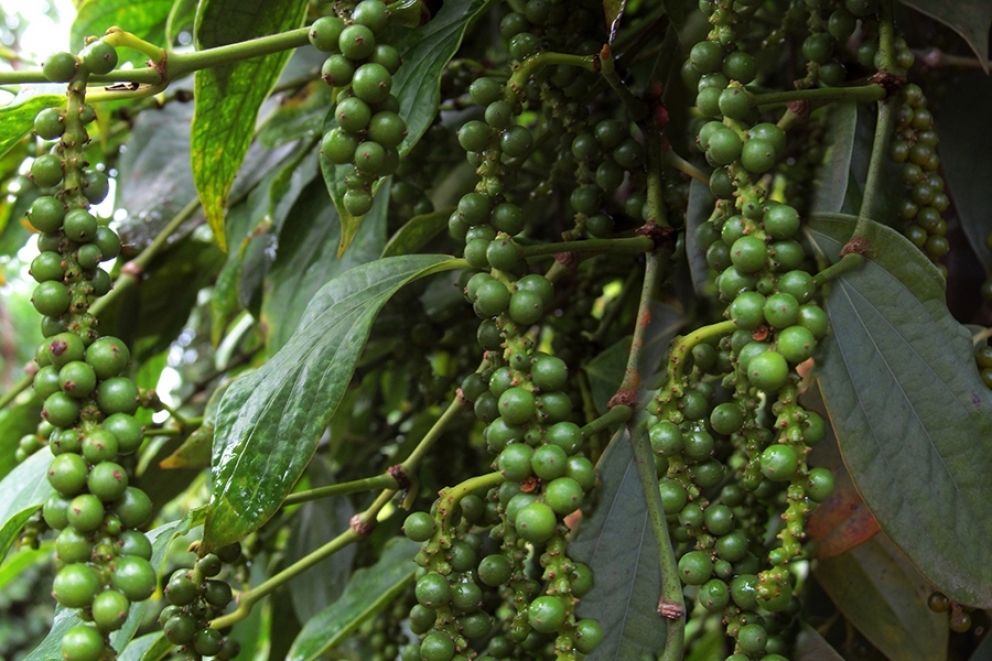 giá tiêu, giá tiêu hôm nay 7/11, giá tiêu trong nước, giá tiêu thế giới, xuất khẩu hồ tiêu, thị trường hồ tiêu, giá hồ tiêu Việt Nam