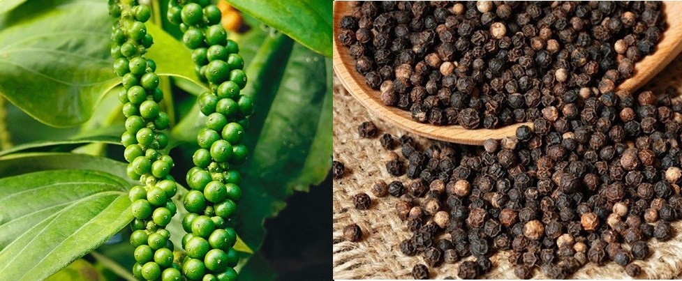 giá tiêu, giá tiêu hôm nay 7/11, giá tiêu trong nước, giá tiêu thế giới, xuất khẩu hồ tiêu, thị trường hồ tiêu, giá hồ tiêu Việt Nam