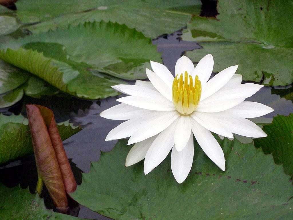 con số may mắn tuổi Mão, con số may mắn hôm nay 8/11, tử vi tuổi Mão 8/11, tuổi Mão hôm nay