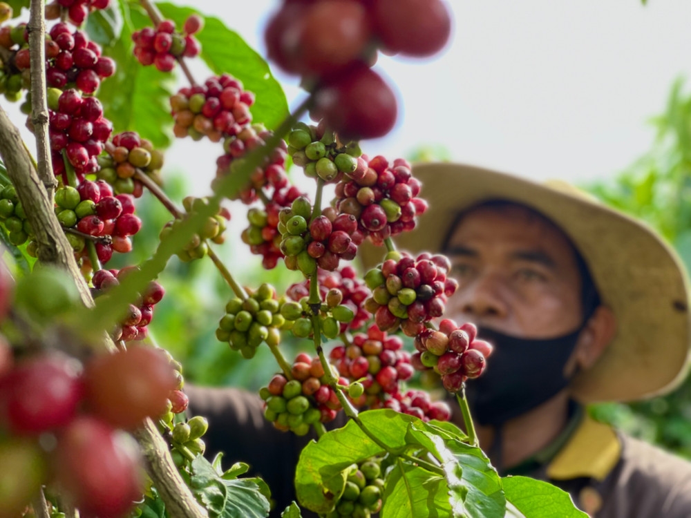 giá cà phê hôm nay, giá cà phê 8/11/2025, xuất khẩu cà phê Việt Nam, giá cà phê tăng, giá cà phê Tây Nguyên, giá cà phê thế giới