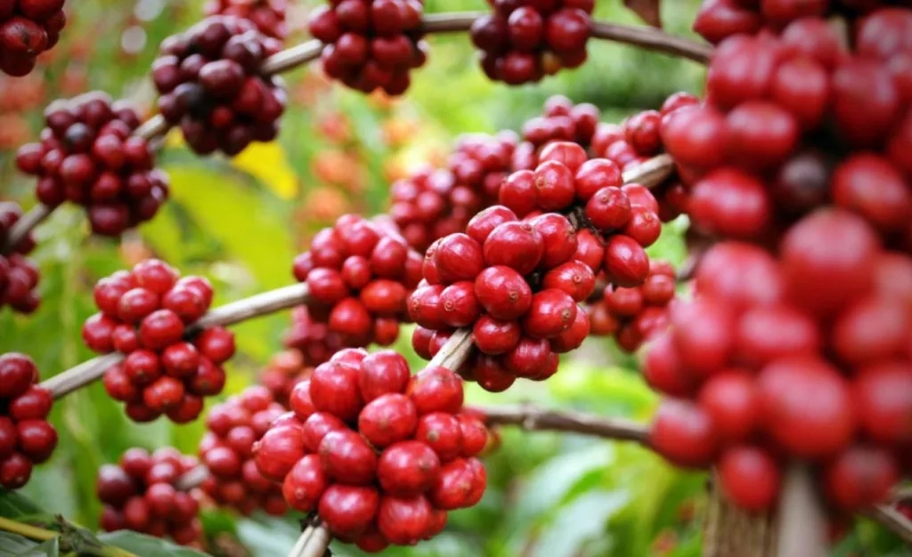 giá cà phê hôm nay, giá cà phê 8/11/2025, xuất khẩu cà phê Việt Nam, giá cà phê tăng, giá cà phê Tây Nguyên, giá cà phê thế giới