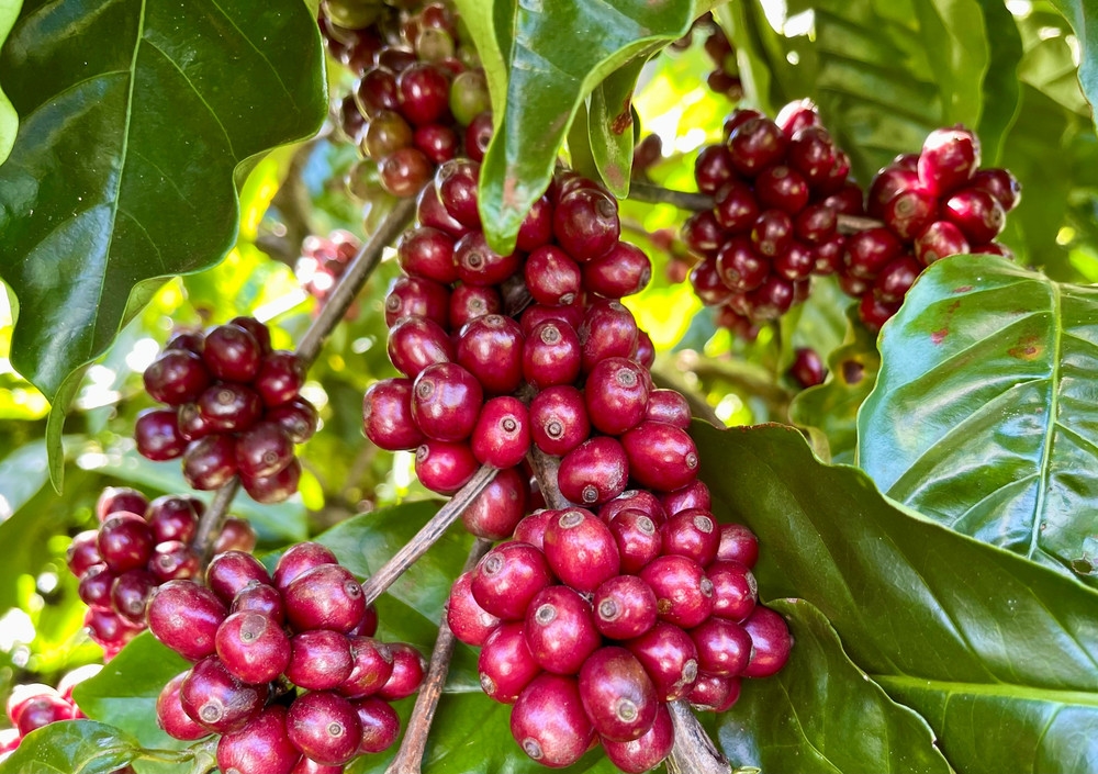 giá cà phê hôm nay, giá cà phê 8/11/2025, xuất khẩu cà phê Việt Nam, giá cà phê tăng, giá cà phê Tây Nguyên, giá cà phê thế giới