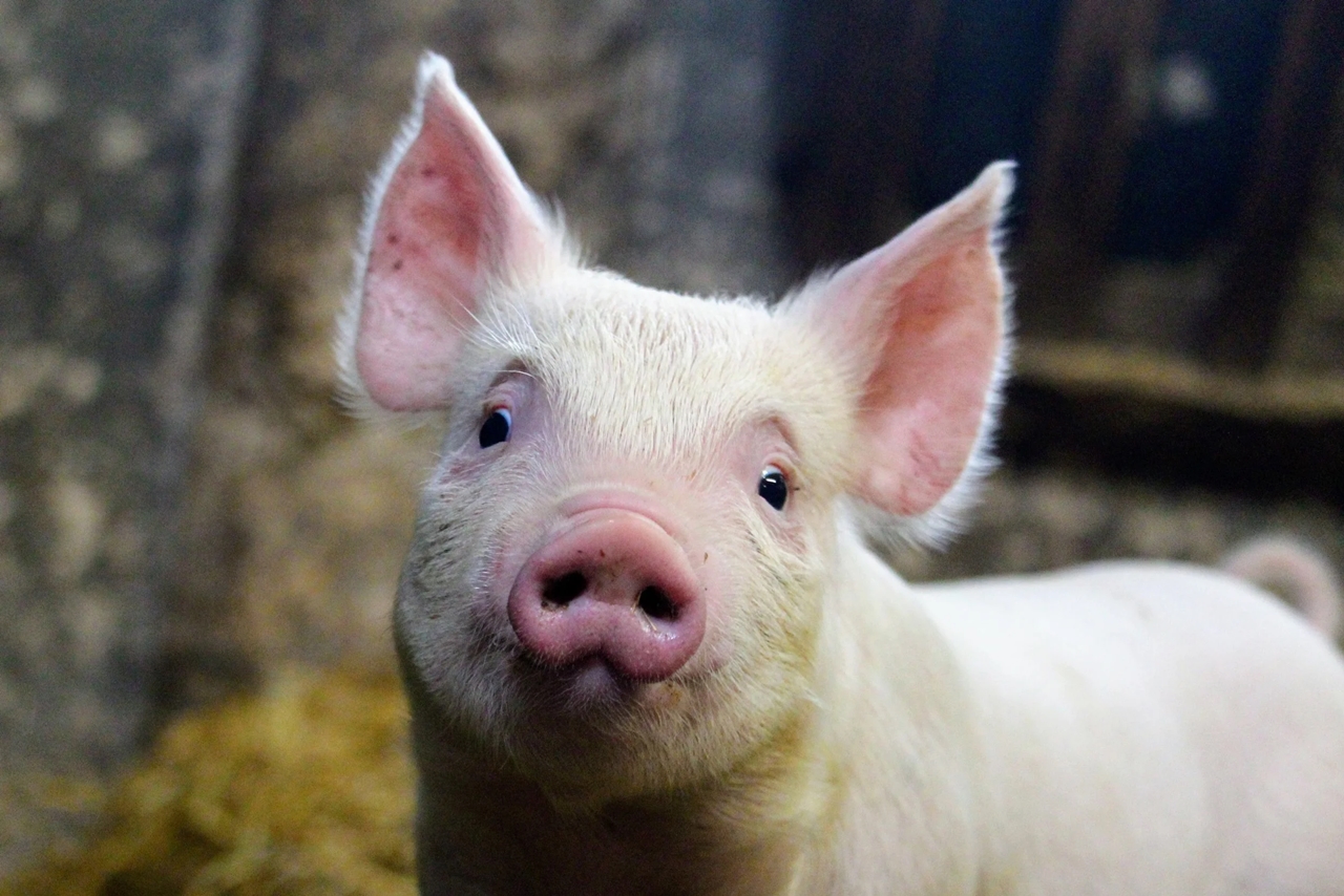 dự báo giá heo hơi 9/11/2025, giá heo hơi hôm nay, giá heo hơi miền Bắc, giá heo hơi miền Trung, giá heo hơi miền Nam, thị trường heo hơi tăng nhẹ