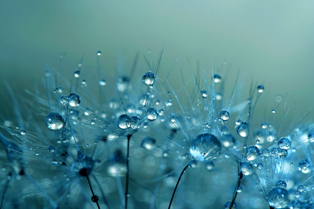 tử vi 12 con giáp, tử vi Chủ Nhật 9/11/2025, Dần, Tuất, Mão, Dậu, tài lộc, tình cảm, sự nghiệp, vận hạn