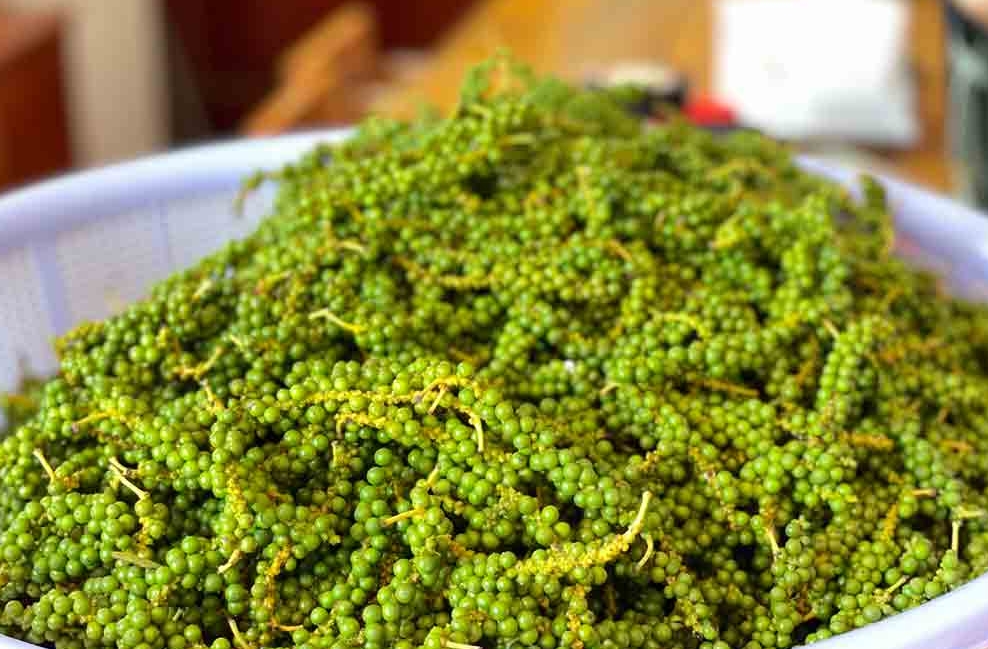 giá tiêu hôm nay, giá tiêu 8/11/2025, giá tiêu Tây Nguyên, hồ tiêu Việt Nam, xuất khẩu hồ tiêu, giá tiêu thế giới