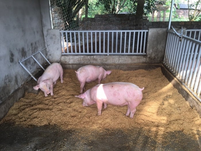 Giá heo hơi hôm nay 8/11/2025: Miền Bắc giảm sâu, miền Nam dè dặt giữ giá