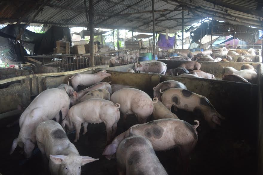 giá heo hơi hôm nay 8/11/2025, giá heo hơi hôm nay, giá heo hơi miền Bắc, giá heo hơi miền Trung, giá heo hơi miền Nam