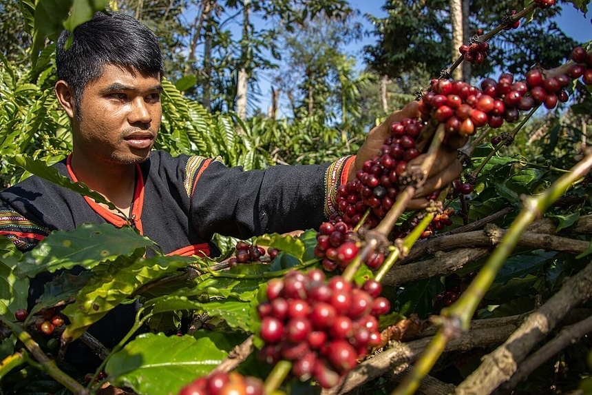 Giá cà phê hôm nay 9/11/2025: Lao dốc sau chuỗi tăng, thị trường tạm lắng
