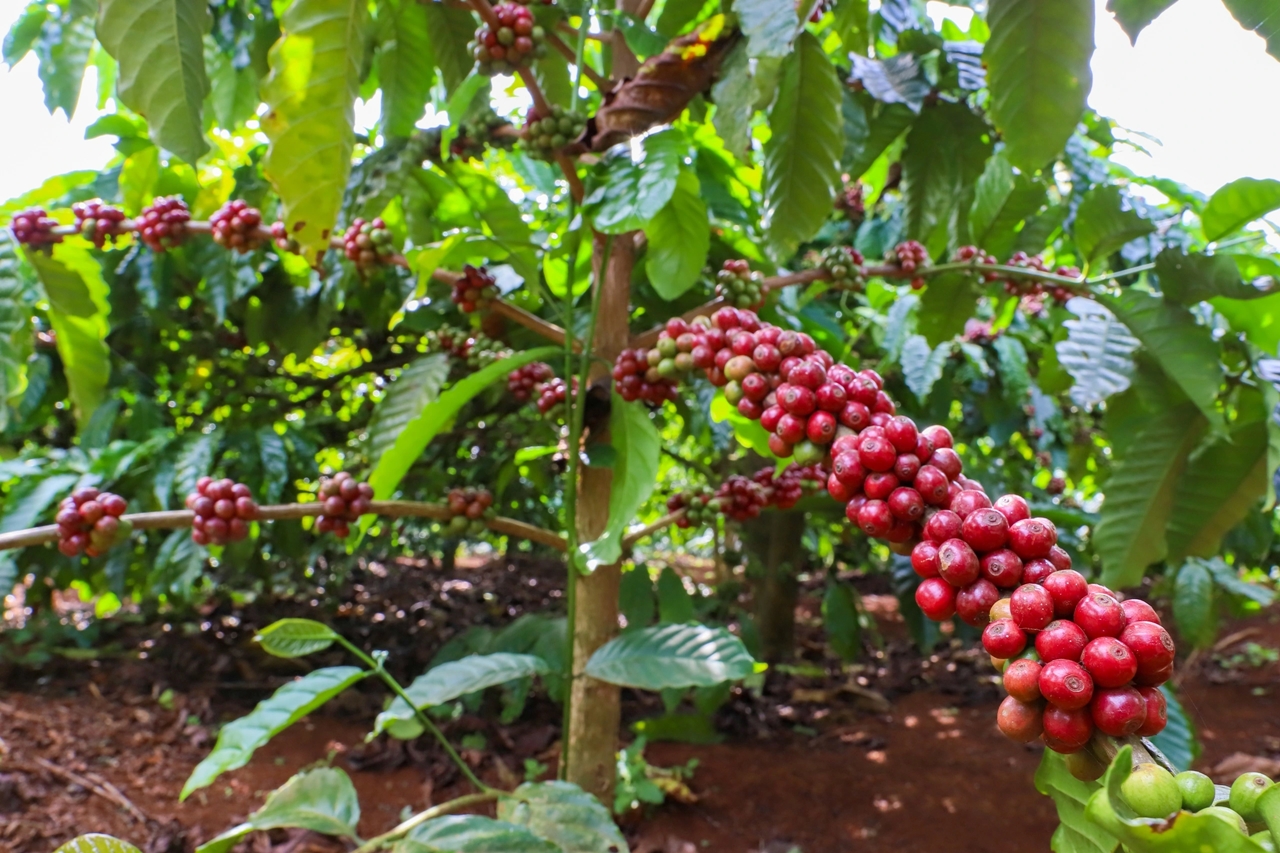 giá cà phê hôm nay 9/11/2025, giá cà phê trong nước, cà phê Việt Nam, giá cà phê thế giới, cà phê Geisha Panama, giá cà phê Robusta, giá cà phê Arabica