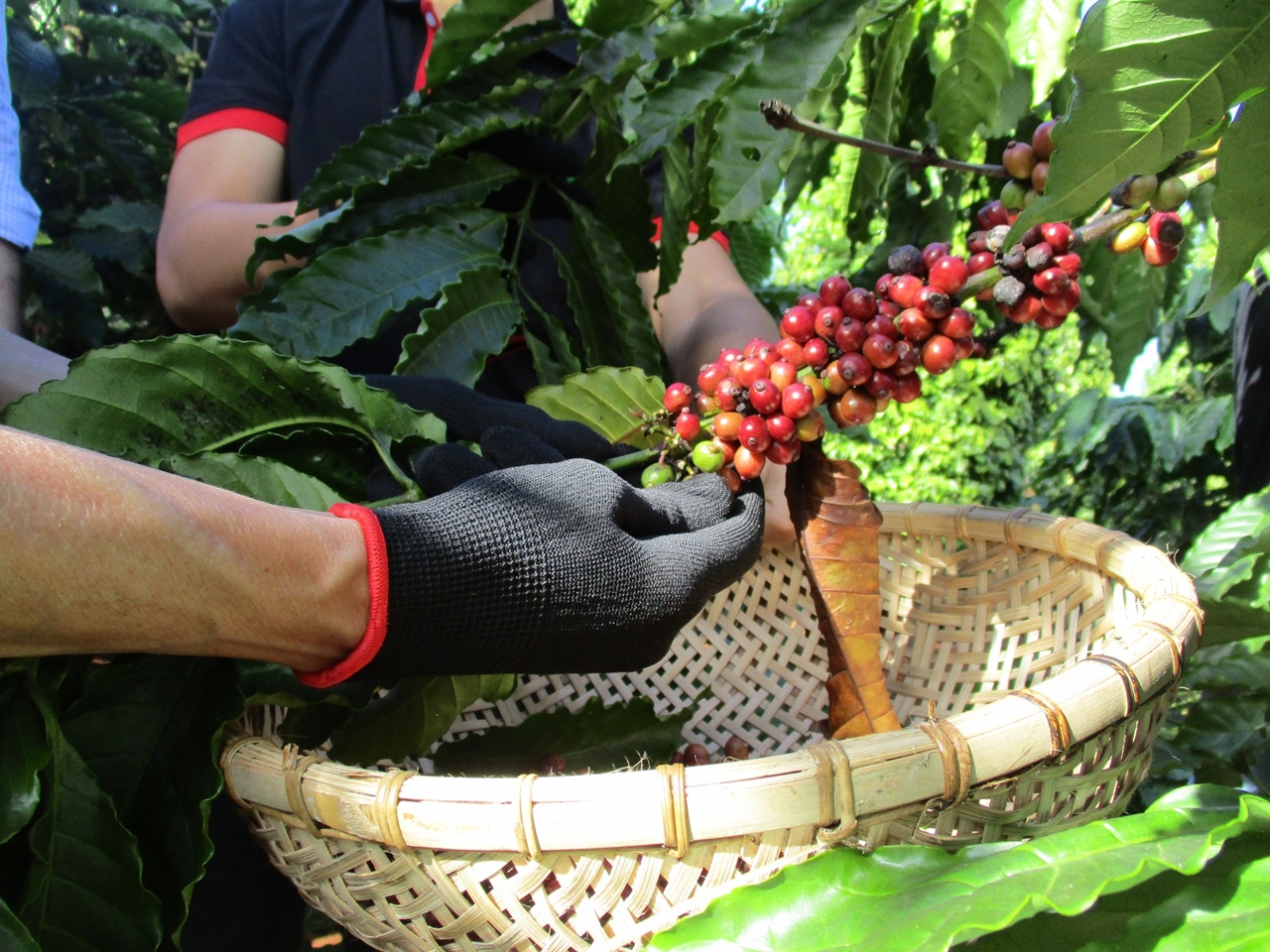 giá cà phê hôm nay 9/11/2025, giá cà phê trong nước, cà phê Việt Nam, giá cà phê thế giới, cà phê Geisha Panama, giá cà phê Robusta, giá cà phê Arabica