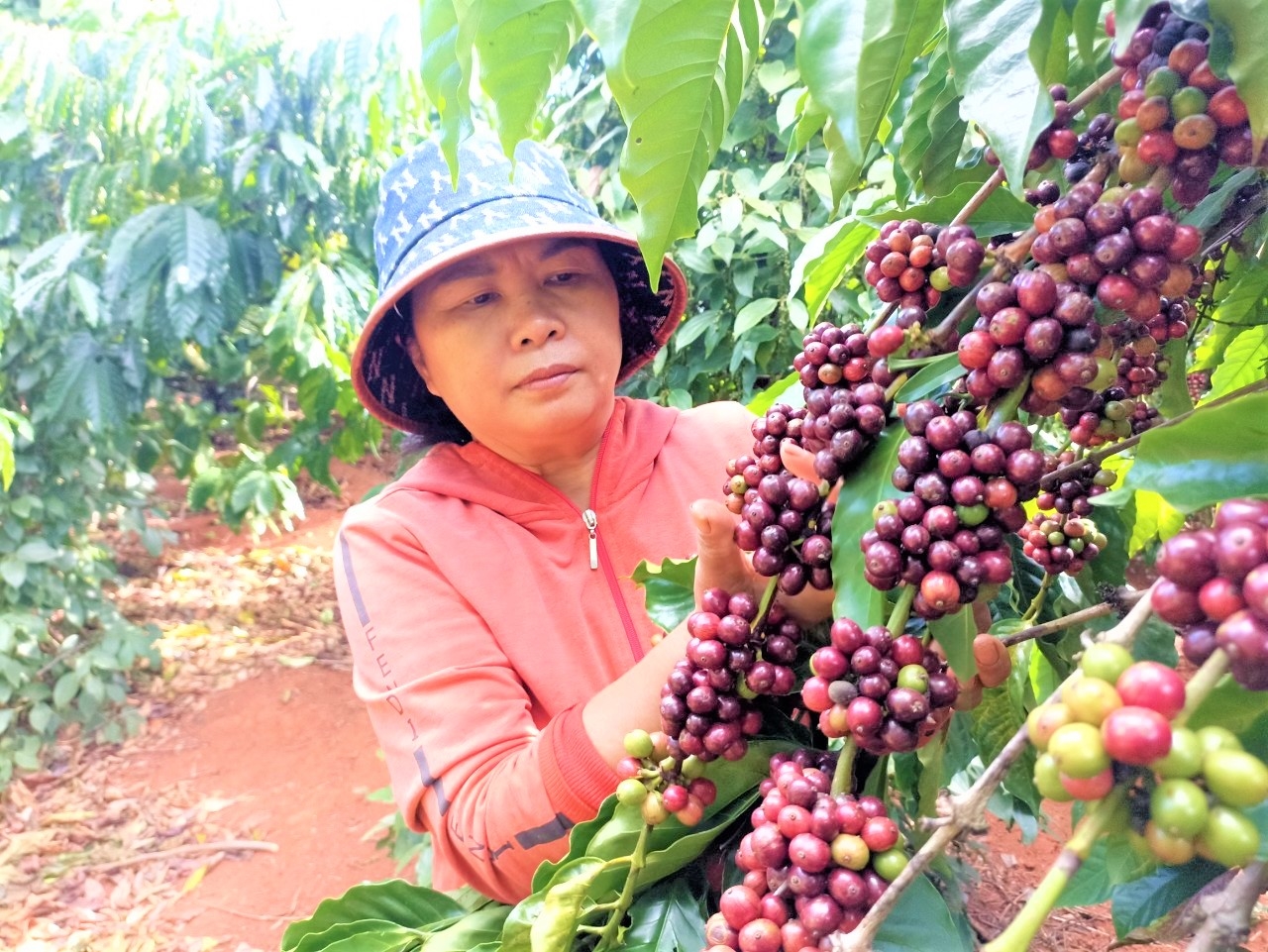 giá cà phê hôm nay 9/11/2025, giá cà phê trong nước, cà phê Việt Nam, giá cà phê thế giới, cà phê Geisha Panama, giá cà phê Robusta, giá cà phê Arabica