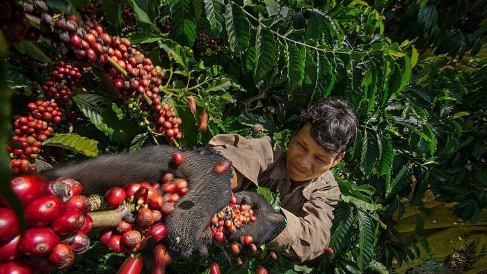 giá cà phê hôm nay 9/11/2025, giá cà phê trong nước, cà phê Việt Nam, giá cà phê thế giới, cà phê Geisha Panama, giá cà phê Robusta, giá cà phê Arabica