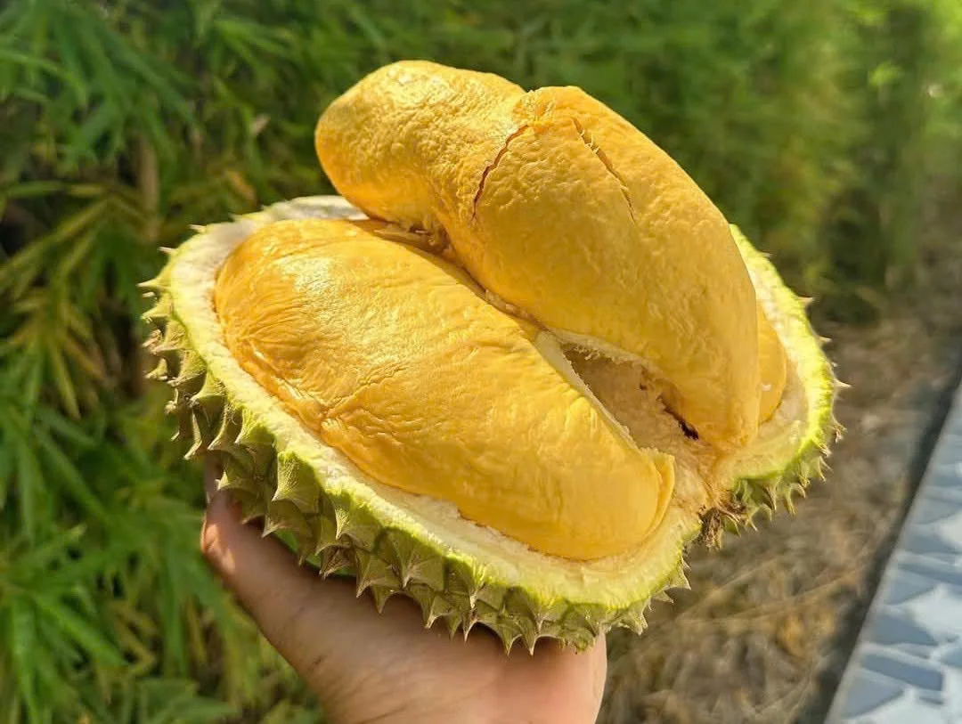 Giá sầu riêng hôm nay 9/11/2025: Giảm nhẹ vì mưa bão và ùn ứ tại cửa khẩu