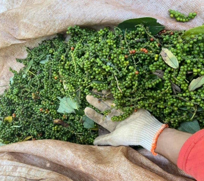 Giá tiêu hôm nay 9/11/2025: Ổn định quanh 147.000 đồng/kg