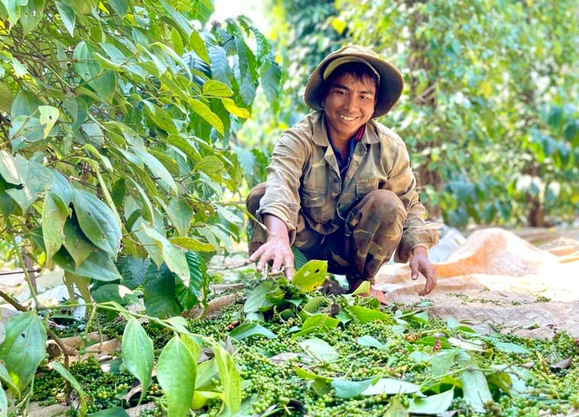 giá tiêu hôm nay 9/11/2025, giá tiêu trong nước, giá tiêu thế giới, hồ tiêu Việt Nam, xuất khẩu hồ tiêu, giá hồ tiêu đen, giá hồ tiêu trắng