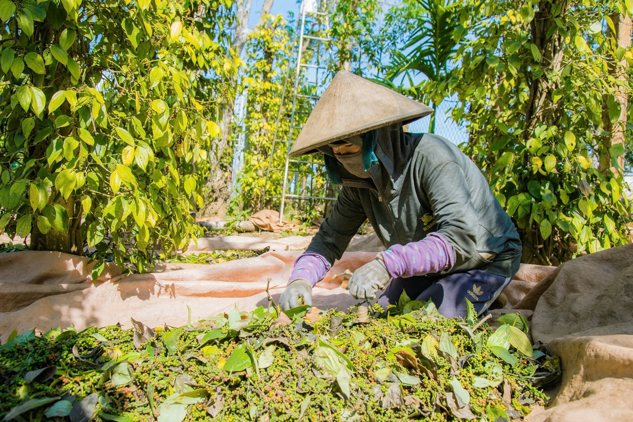 giá tiêu hôm nay 9/11/2025, giá tiêu trong nước, giá tiêu thế giới, hồ tiêu Việt Nam, xuất khẩu hồ tiêu, giá hồ tiêu đen, giá hồ tiêu trắng