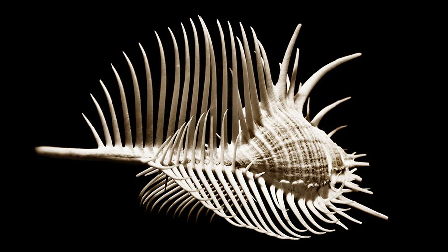 tử vi 11/11/2025, tử vi hôm nay, tử vi 12 con giáp, tử vi tuổi Dần 11/11/2025, tử vi tuổi Thìn 11/11/2025, tử vi hàng ngày