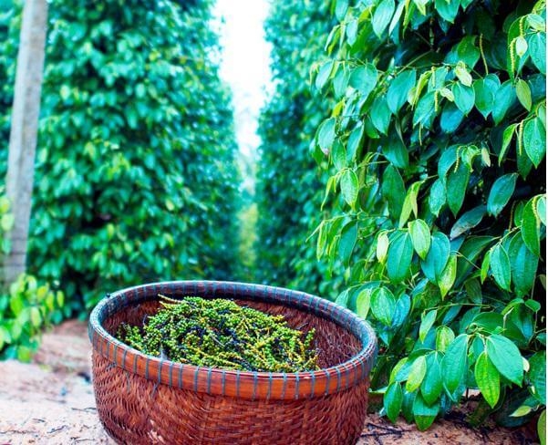 Giá tiêu hôm nay 10/11/2025: Nông dân “án binh bất động