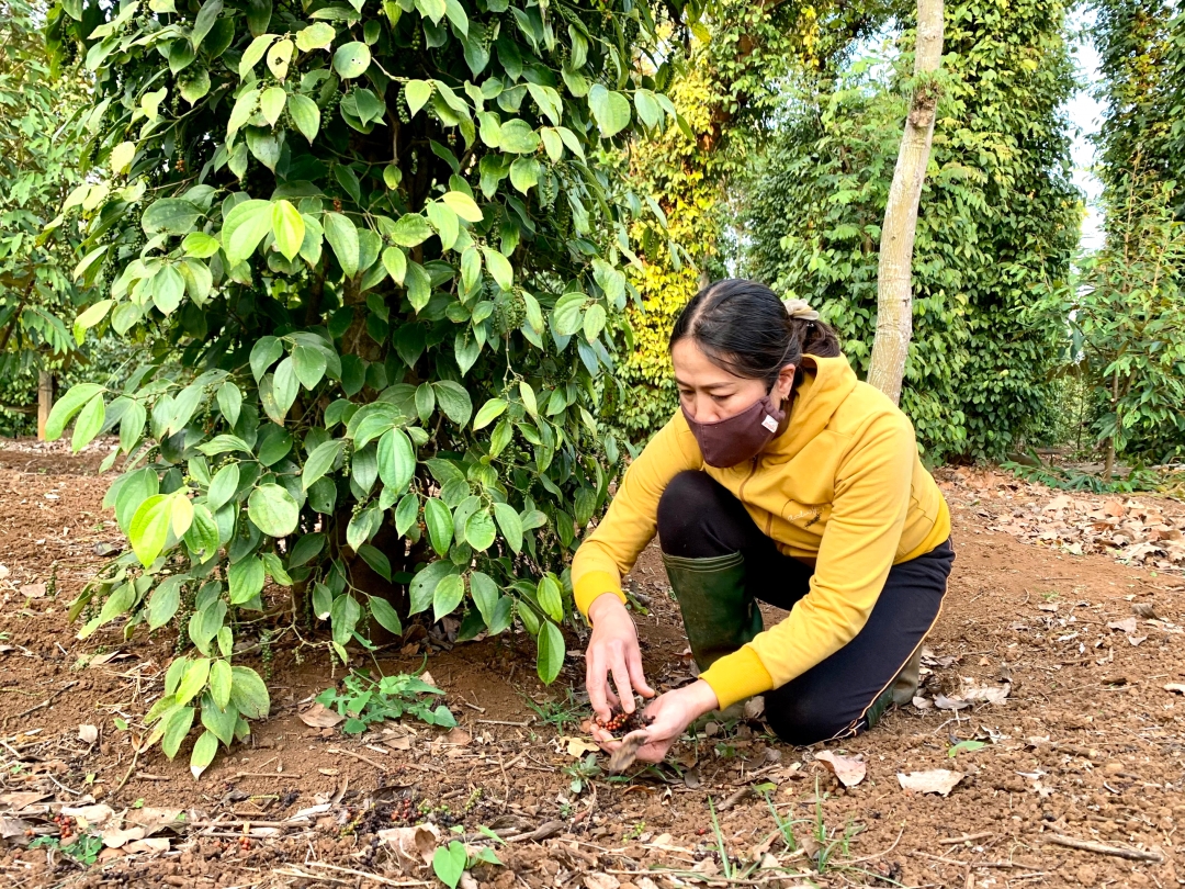 giá tiêu hôm nay, giá tiêu trong nước, giá tiêu thế giới, giá tiêu Việt Nam, giá hồ tiêu 10/11/2025