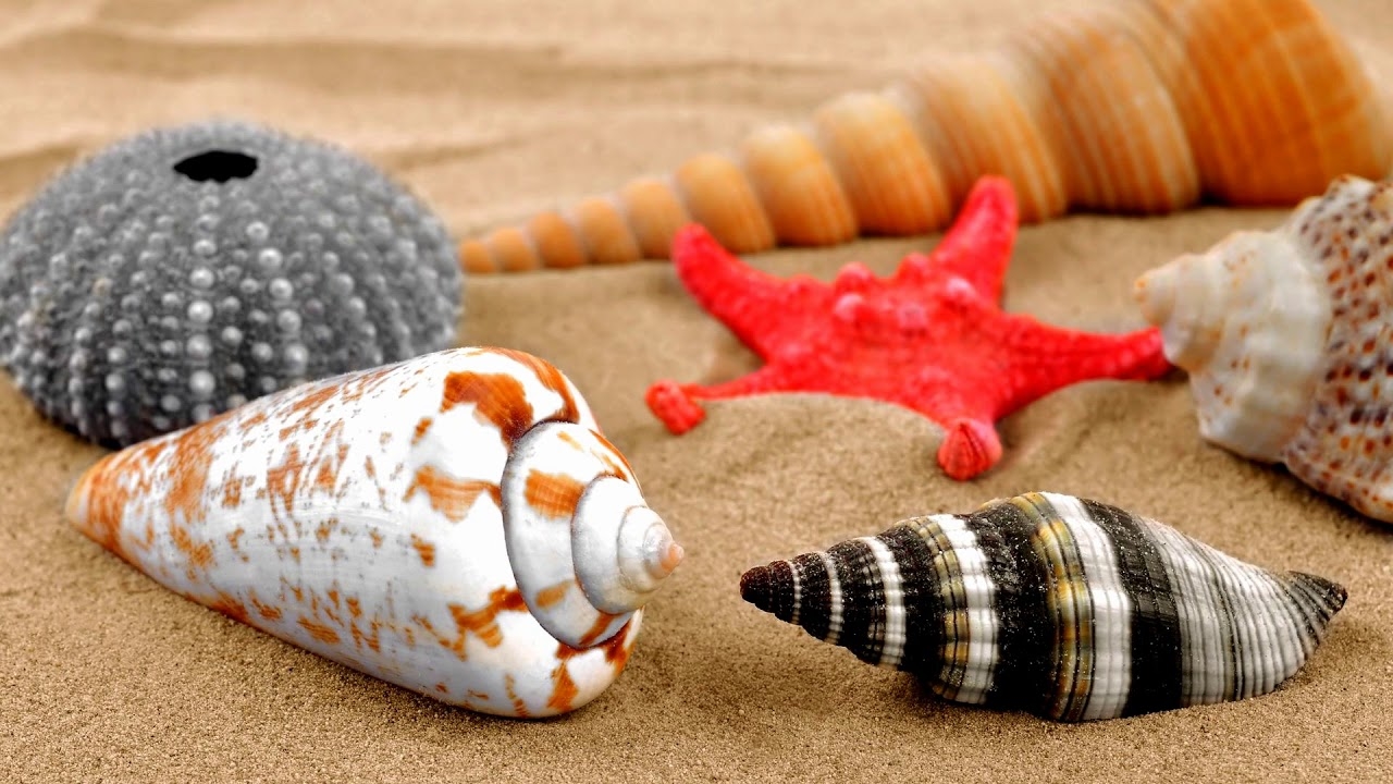 con số may mắn tuổi Tuất, tử vi tuổi Tuất hôm nay 11/11, vận may tuổi Tuất, tử vi 11/11 tuổi Tuất, tuổi Tuất vượng tài