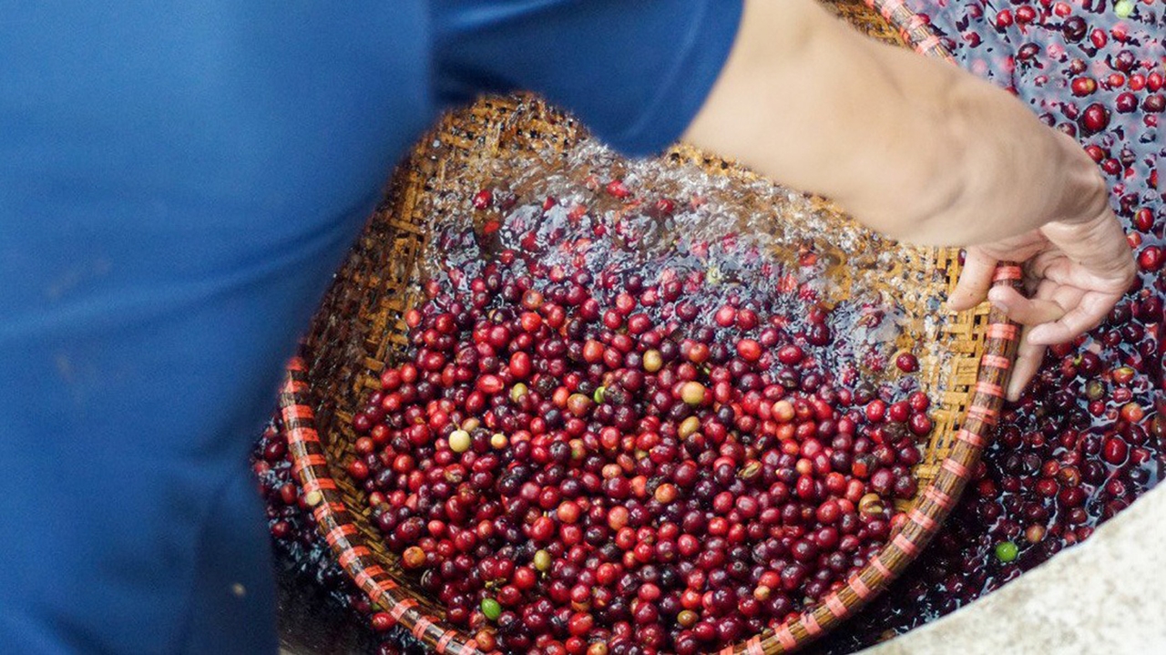 giá cà phê hôm nay 10/11/2025, giá cà phê, giá cà phê tăng, giá cà phê Tây Nguyên, giá cà phê thế giới, thị trường cà phê