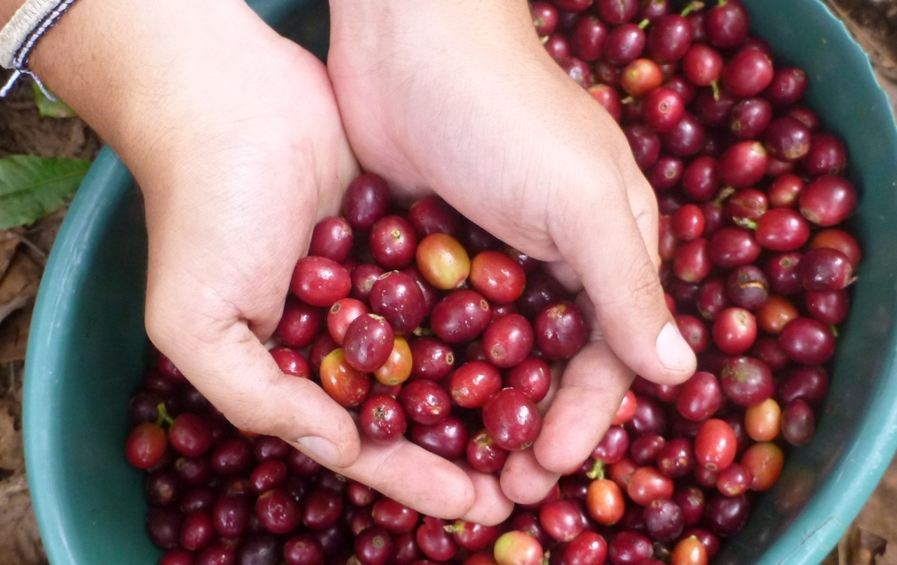 giá cà phê hôm nay 10/11/2025, giá cà phê, giá cà phê tăng, giá cà phê Tây Nguyên, giá cà phê thế giới, thị trường cà phê