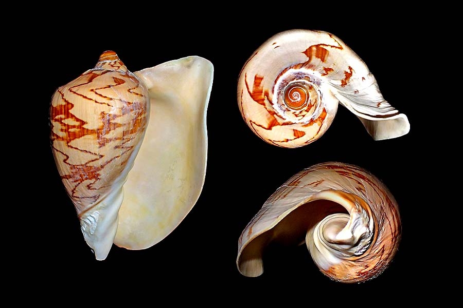 con số may mắn tuổi Ngọ, tử vi tuổi Ngọ, tử vi 11/11, tuổi Ngọ hôm nay, phong thủy tuổi Ngọ, tử vi ngày mới