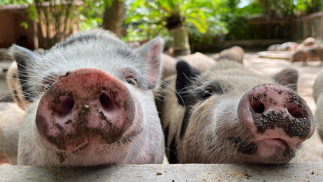 giá heo hơi hôm nay 10/11/2025, giá heo hơi, giá heo hơi giảm, thị trường heo hơi, giá heo hơi miền Bắc, giá heo hơi miền Nam