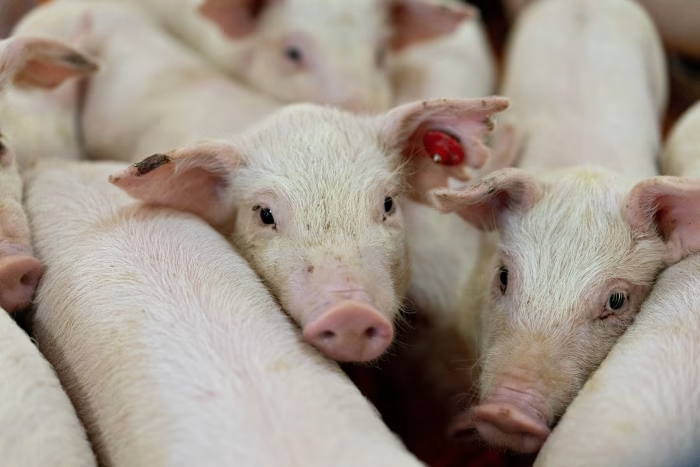 giá heo hơi hôm nay 10/11/2025, giá heo hơi, giá heo hơi giảm, thị trường heo hơi, giá heo hơi miền Bắc, giá heo hơi miền Nam