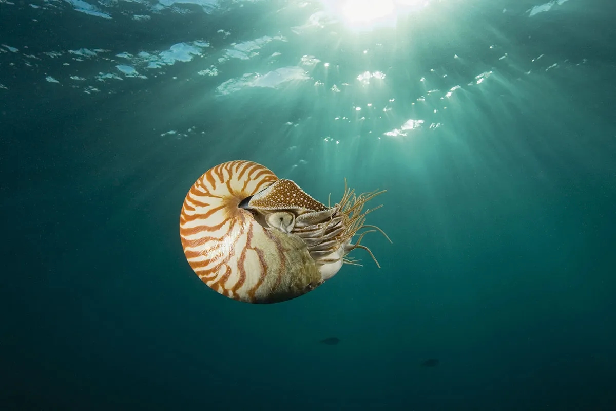 Con số may mắn tuổi Dậu 11/11/2025: Vượng tài nhờ nụ cười