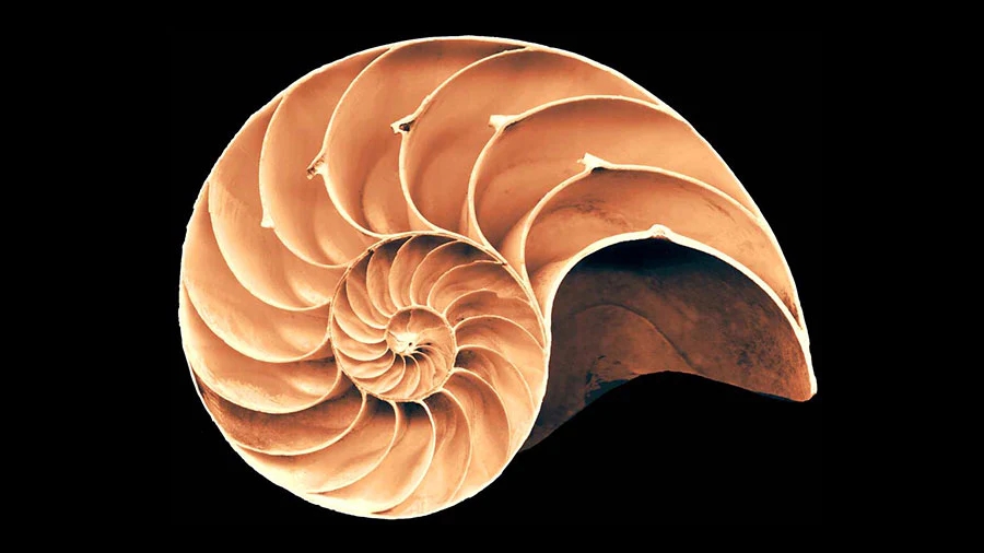 con số may mắn tuổi Dậu, tử vi tuổi Dậu hôm nay 11/11/2025, vận may tuổi Dậu, tử vi 11/11 tuổi Dậu, tuổi Dậu vượng tài