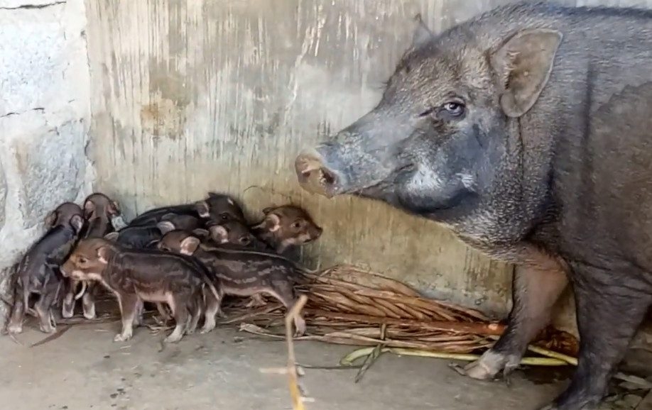 Giá heo hơi 12/11, Dự báo giá heo hơi, Giá heo hôm nay, Thị trường chăn nuôi, Giá thịt heo cuối năm