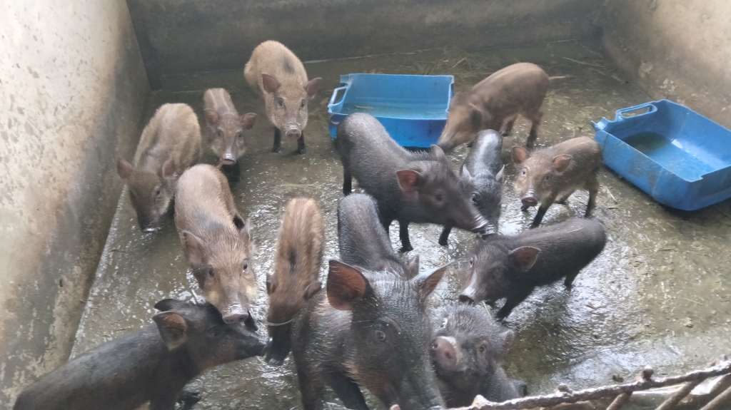 Giá heo hơi 12/11, Dự báo giá heo hơi, Giá heo hôm nay, Thị trường chăn nuôi, Giá thịt heo cuối năm