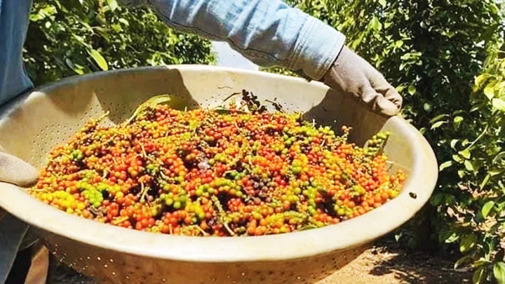 giá tiêu hôm nay 11/11, giá tiêu trong nước, giá tiêu thế giới, giá tiêu Indonesia, giá tiêu Việt Nam, thị trường hồ tiêu