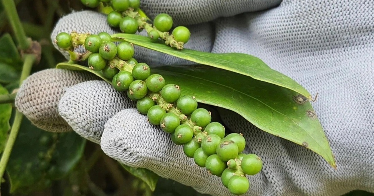 Giá tiêu hôm nay 11/11/2025: Hồ tiêu Indonesia bất ngờ giảm sâu trên thị trường thế giới